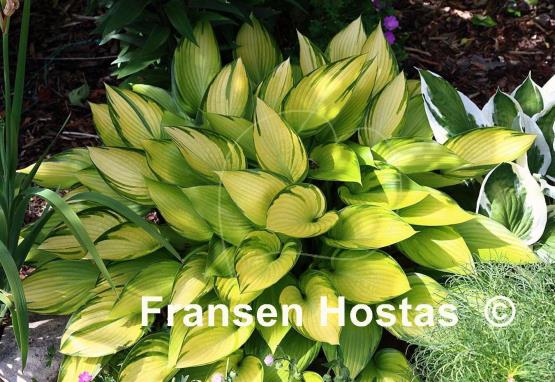 Hosta June Fever